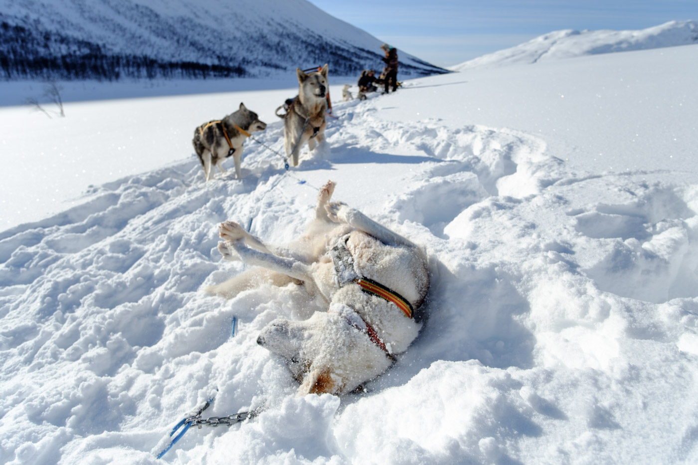 Dog sledding in Tromsø